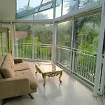 Amazonica Magic Dream *